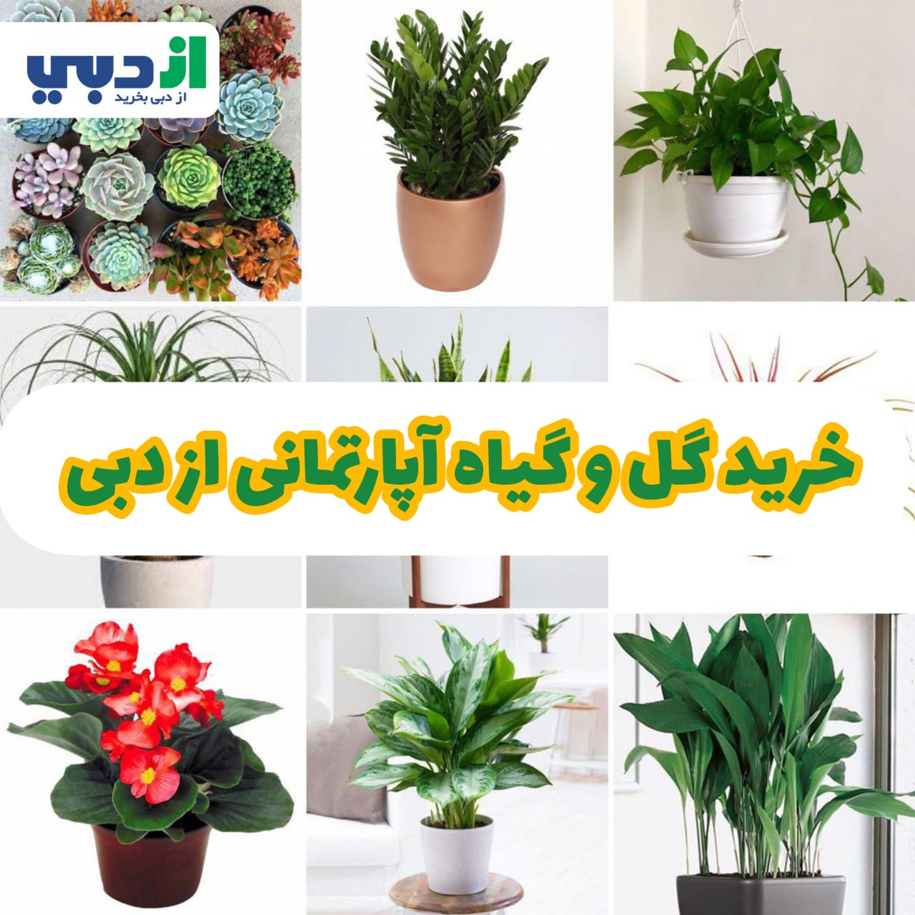 خرید گل و گیاه آپارتمانی ازدبی